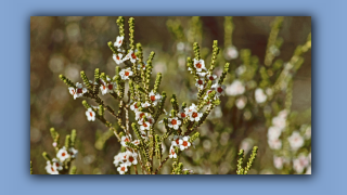 1993_NT_D05-14-02_Wuesten-Heidemyrthe (Thryptomene maisonneuvii).jpg